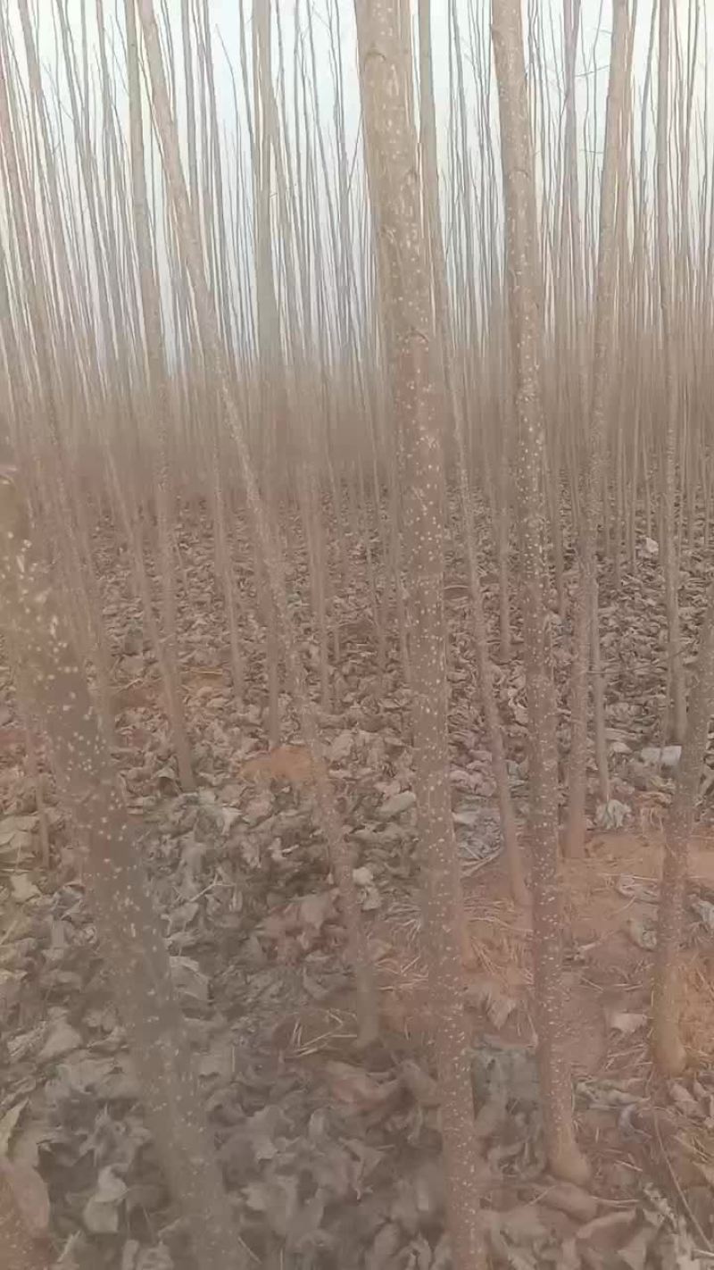 杨树苗