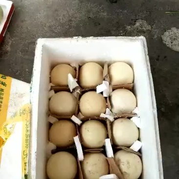 非洲鸵鸟种蛋可以孵化
