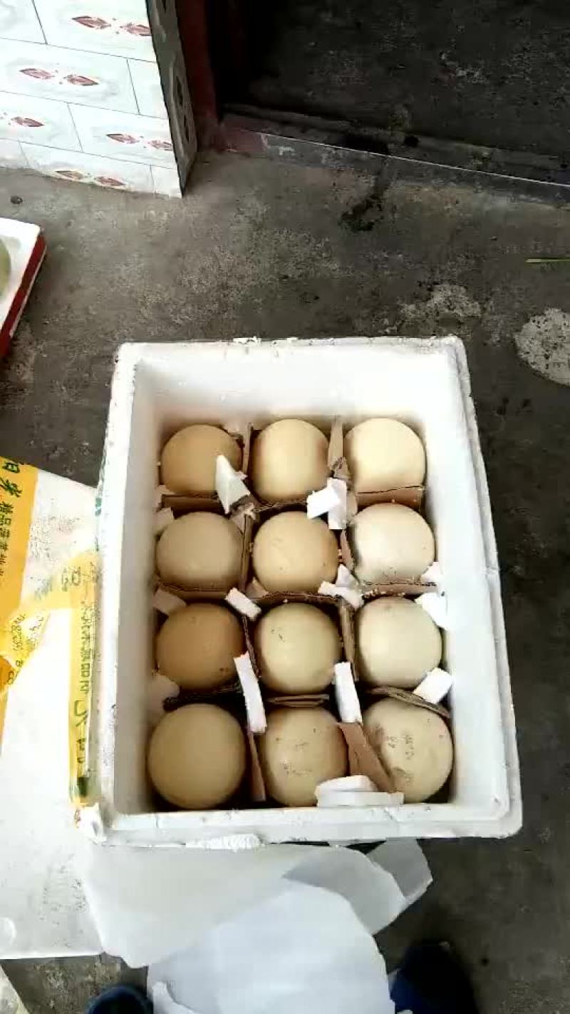 非洲鸵鸟种蛋可以孵化
