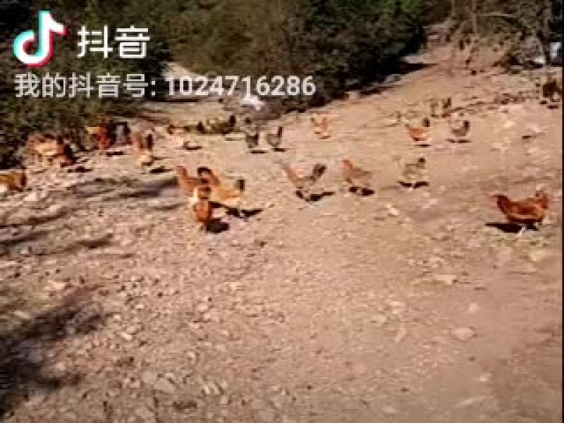 纯天然的散养鸡