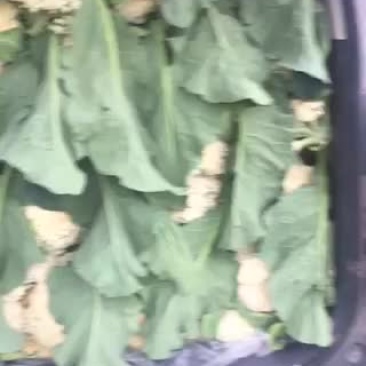 散花菜，西兰花。
