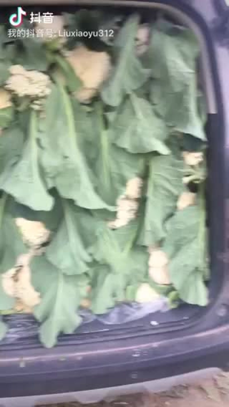 散花菜，西兰花。