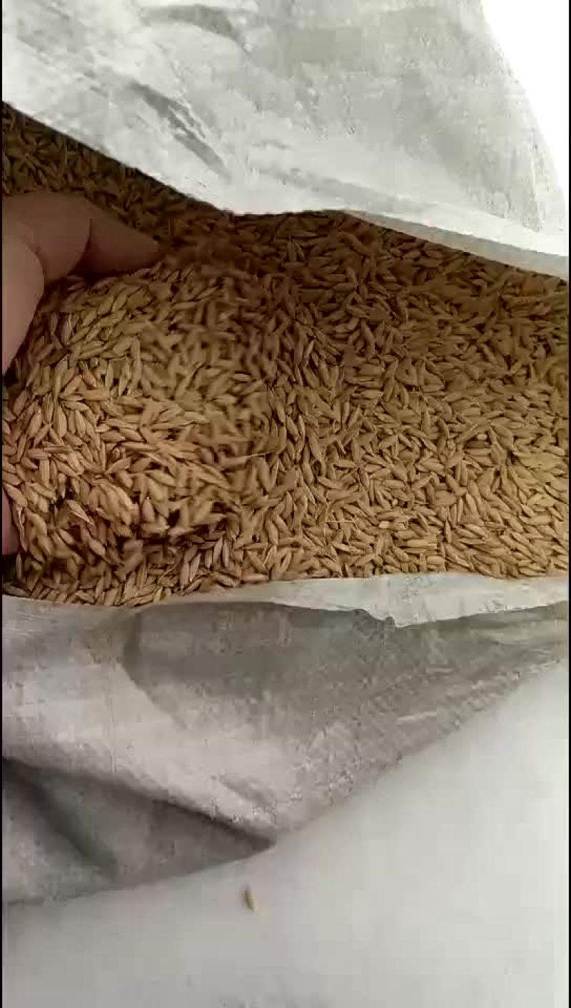 小粒香稻谷。东北原产地直发，没有中间商。