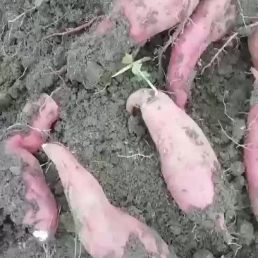红薯