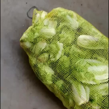 娃娃菜