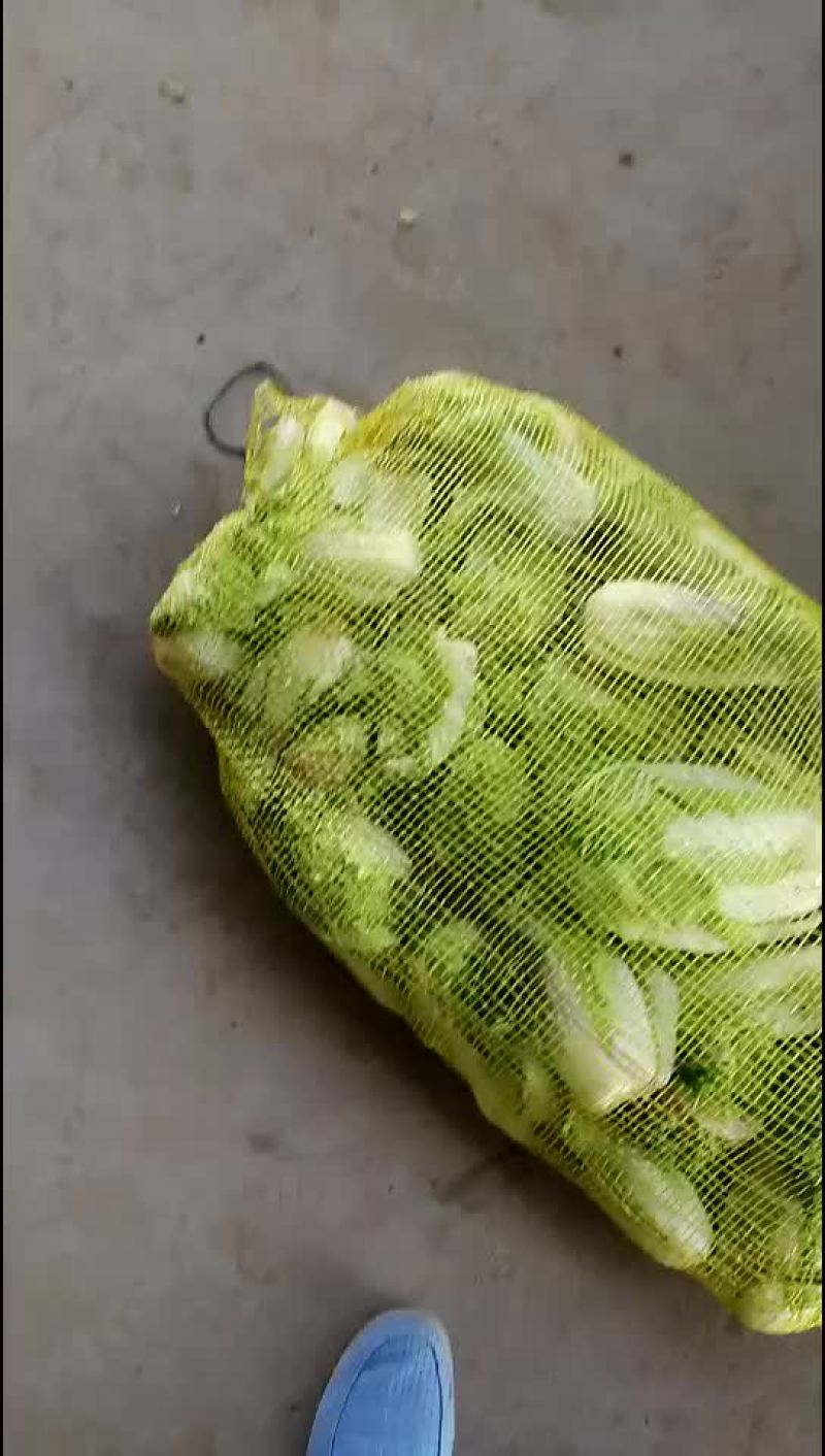 娃娃菜