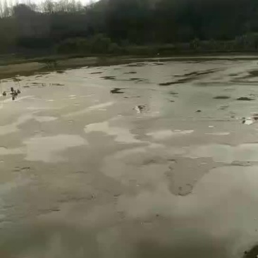 鱼塘出租