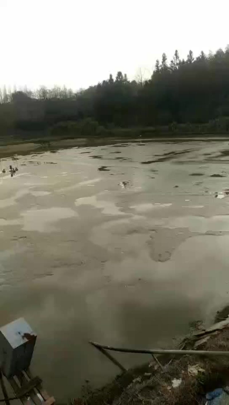 鱼塘出租