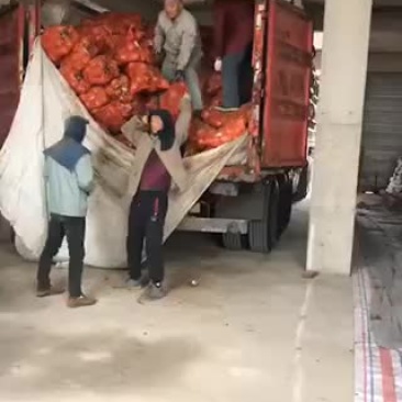 黄皮洋葱