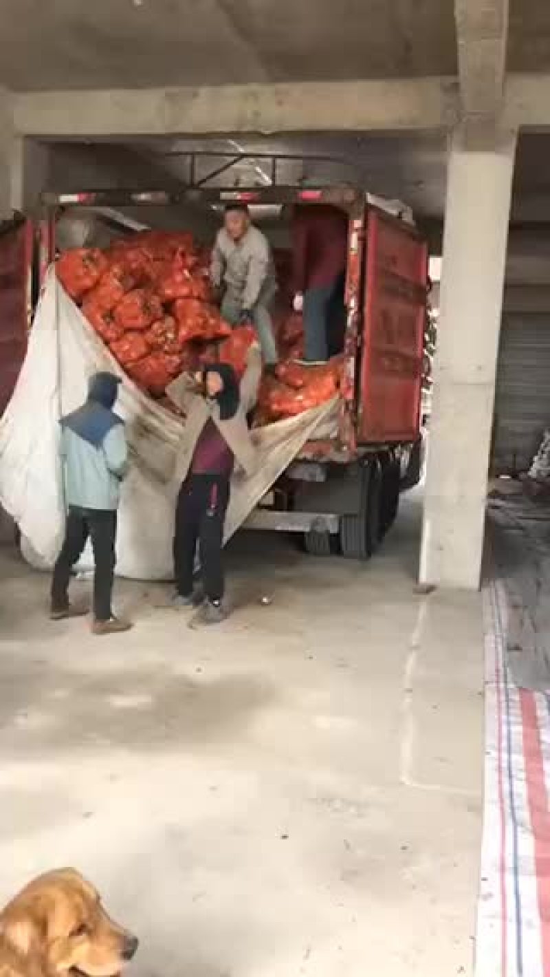黄皮洋葱
