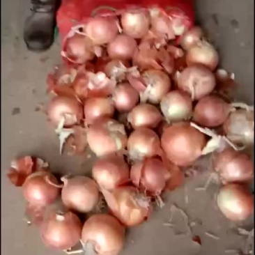 黄洋葱