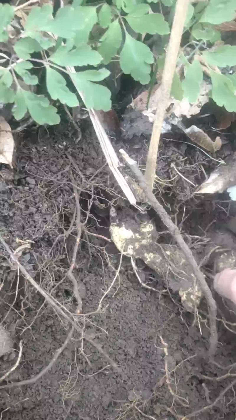 种苗