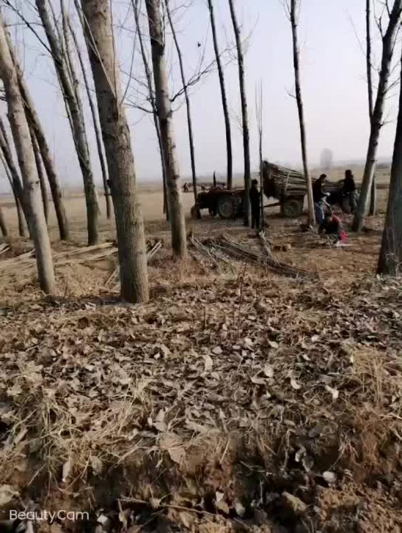 108杨树苗