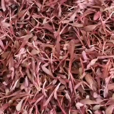 曲麻菜蒲公英