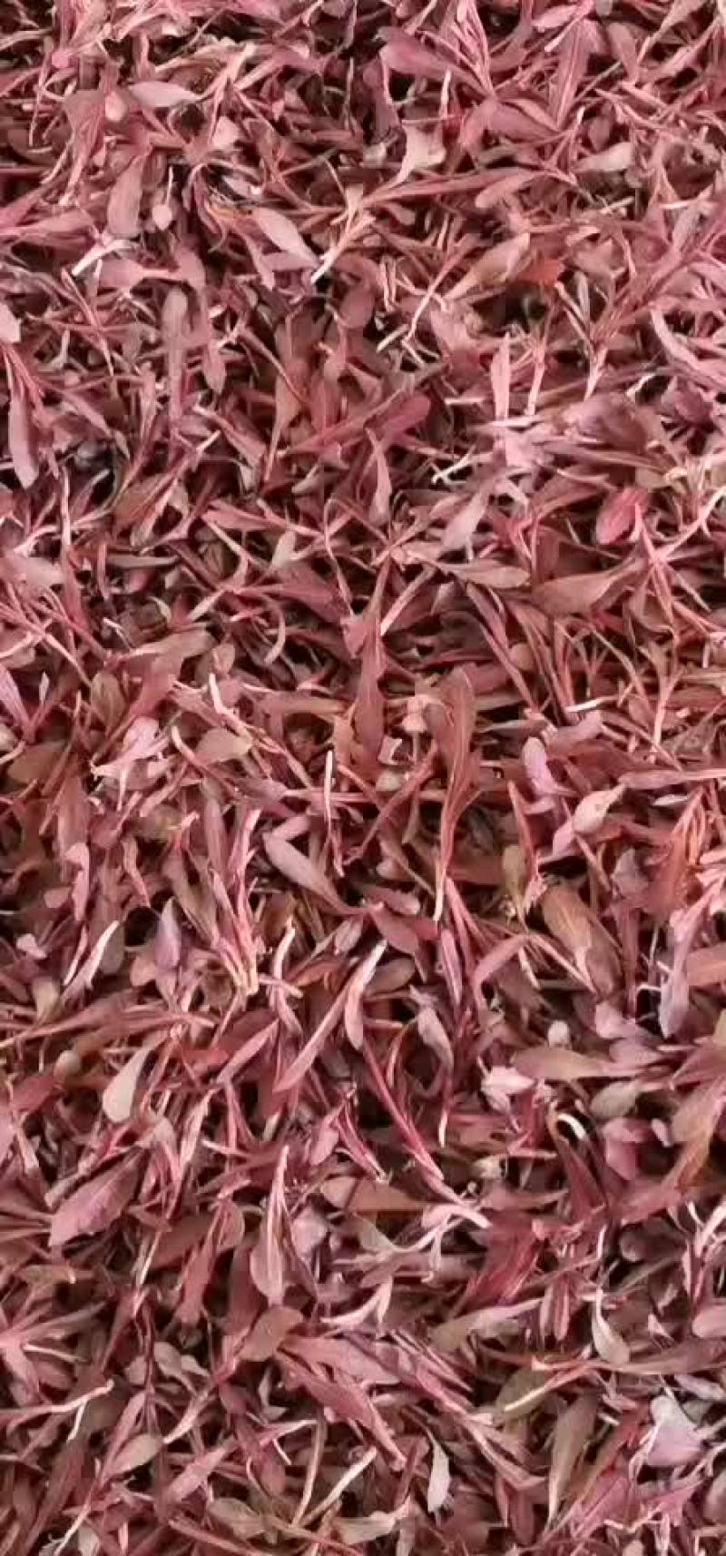 曲麻菜蒲公英