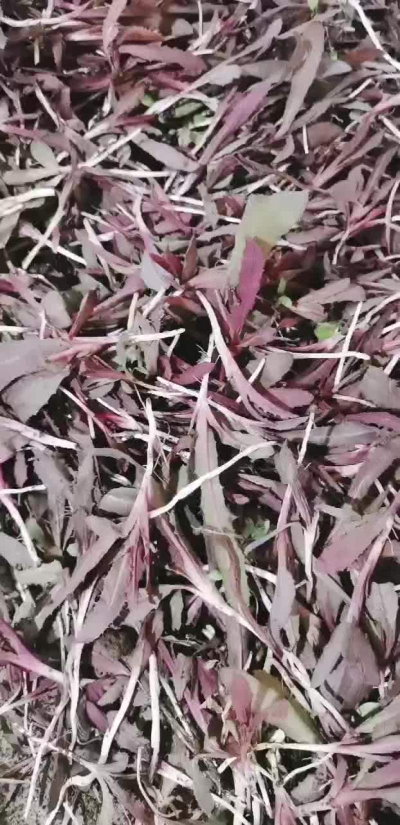 曲麻菜蒲公英