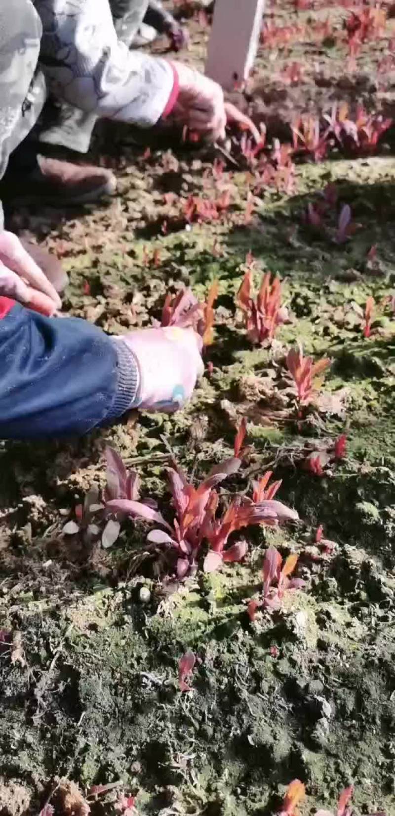 曲麻菜蒲公英