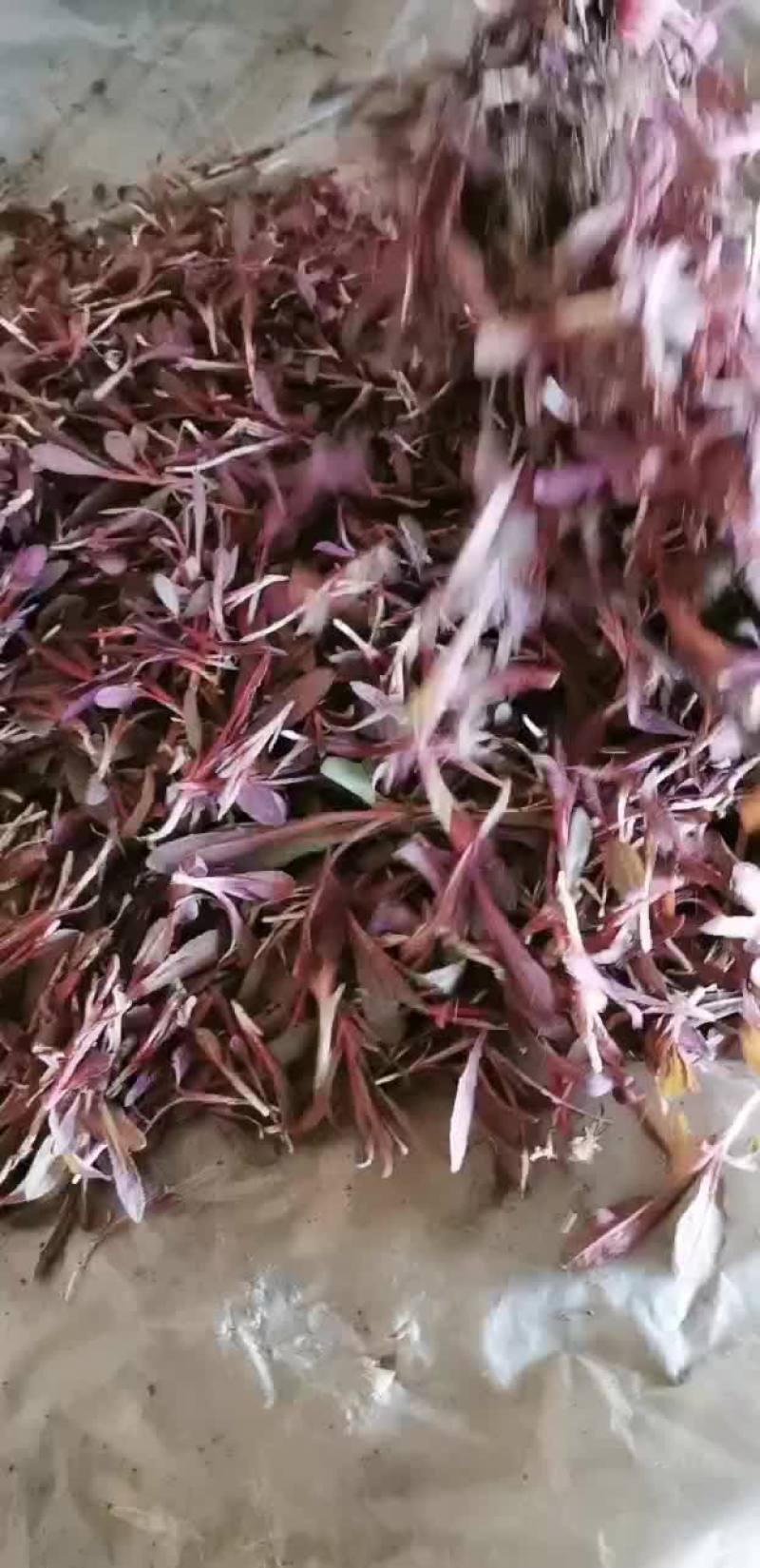 曲麻菜蒲公英