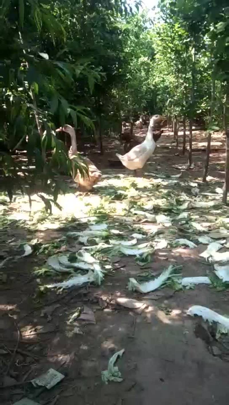 土鸡蛋