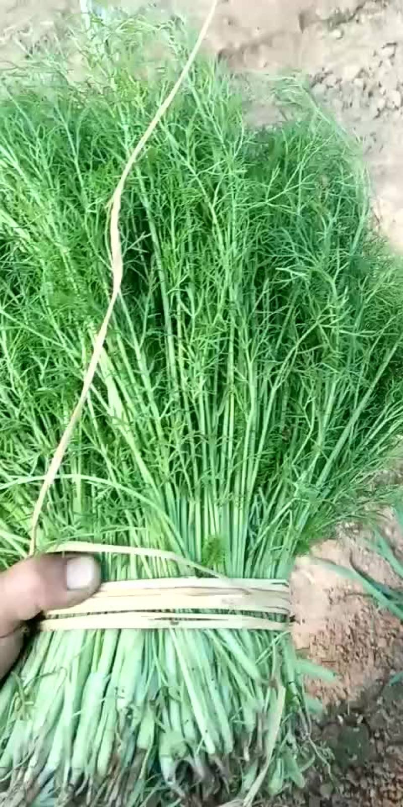 河北省沧州市献县大叶菠菜25-----35厘米