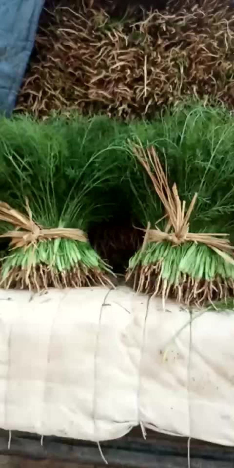 河北省沧州市献县大叶菠菜25-----35厘米