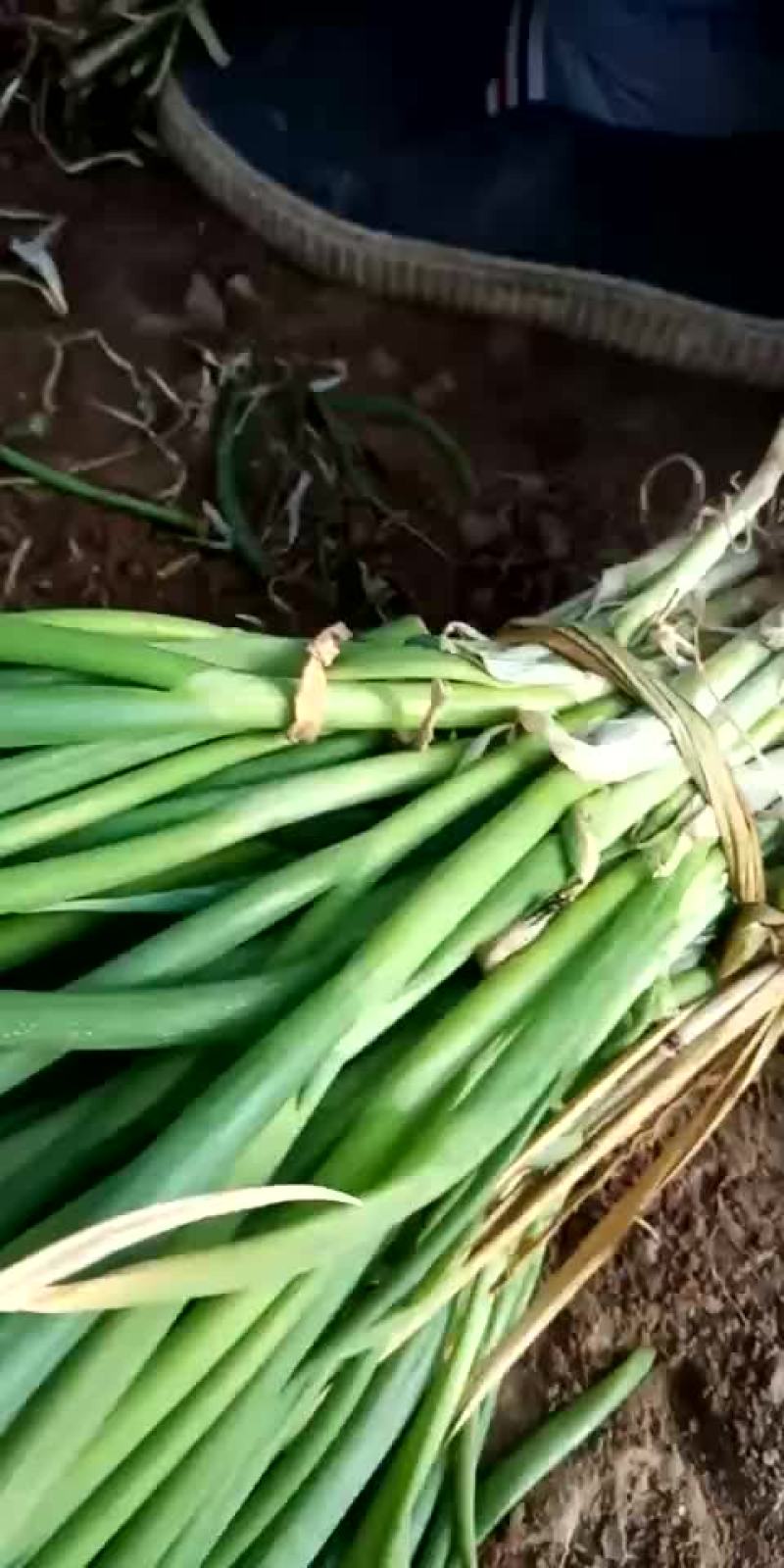 河北省沧州市献县大叶菠菜25-----35厘米