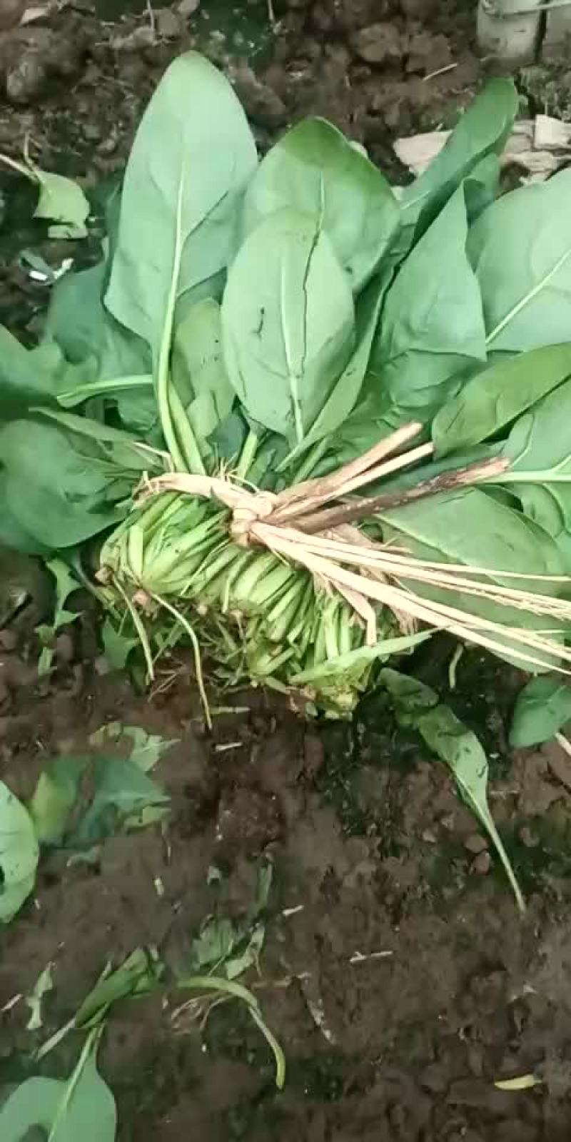 河北省沧州市献县大叶菠菜25-----35厘米