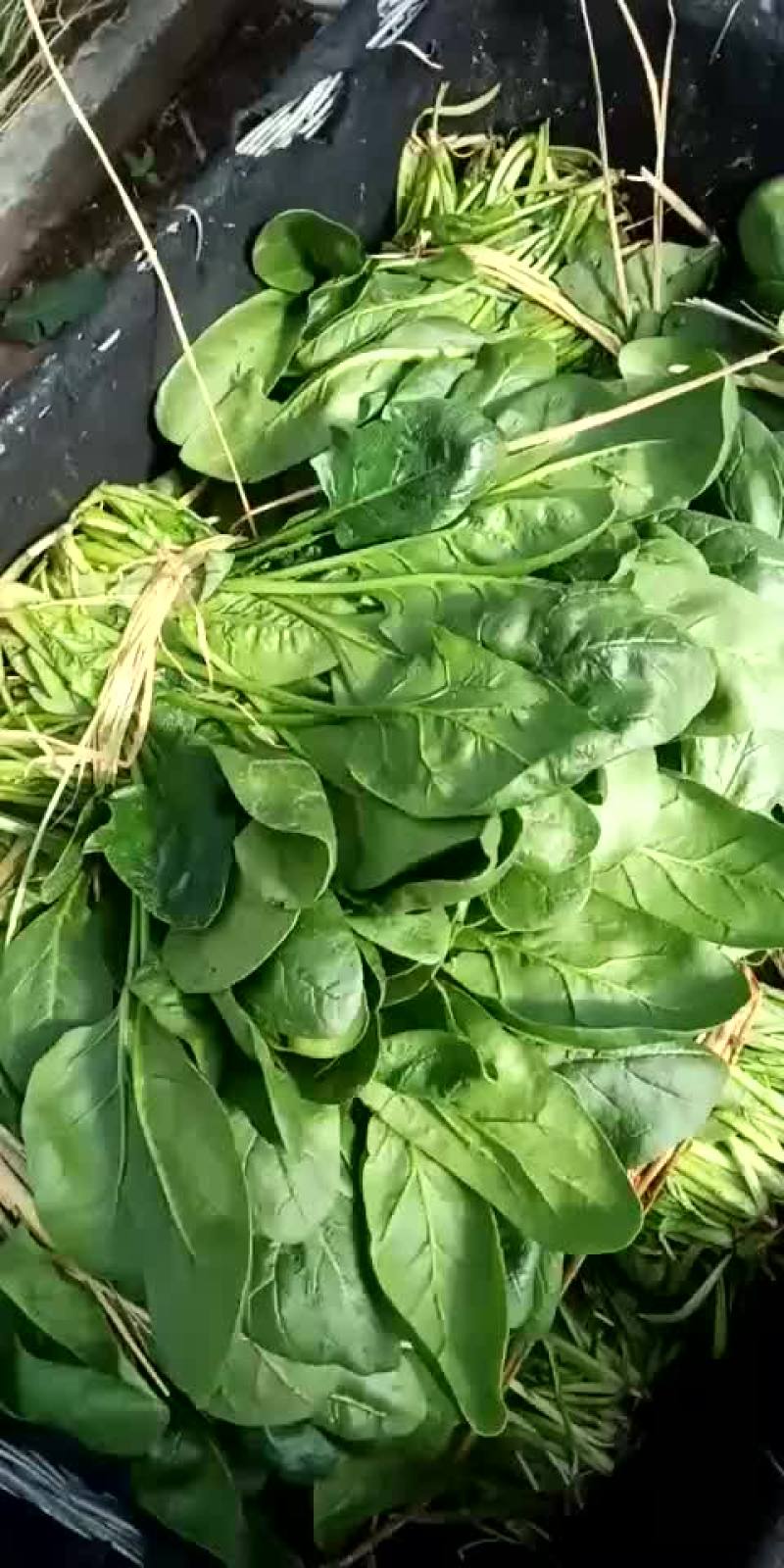 河北省沧州市献县大叶菠菜25-----35厘米