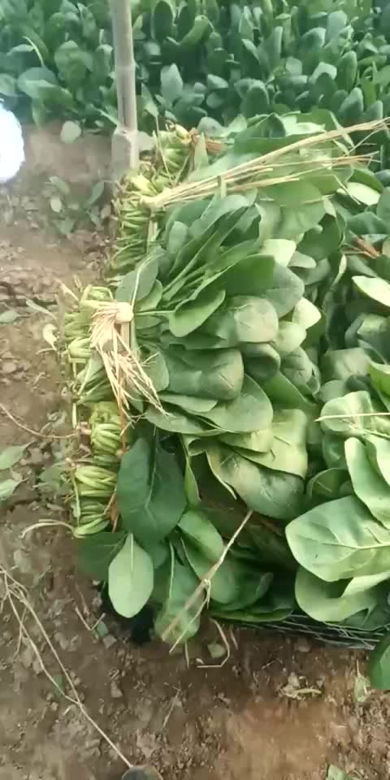 河北省沧州市献县大叶菠菜25-----35厘米