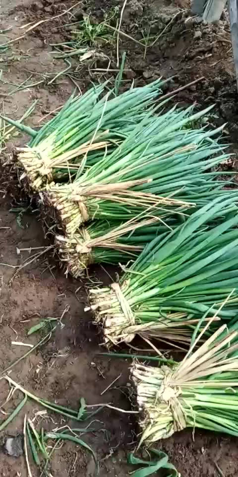 河北省沧州市献县大叶菠菜25-----35厘米