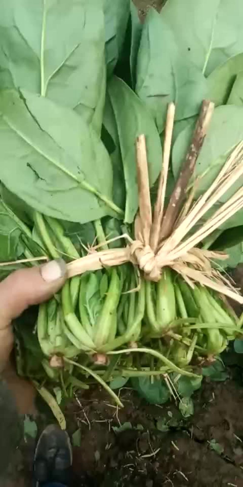 河北省沧州市献县大叶菠菜25-----35厘米