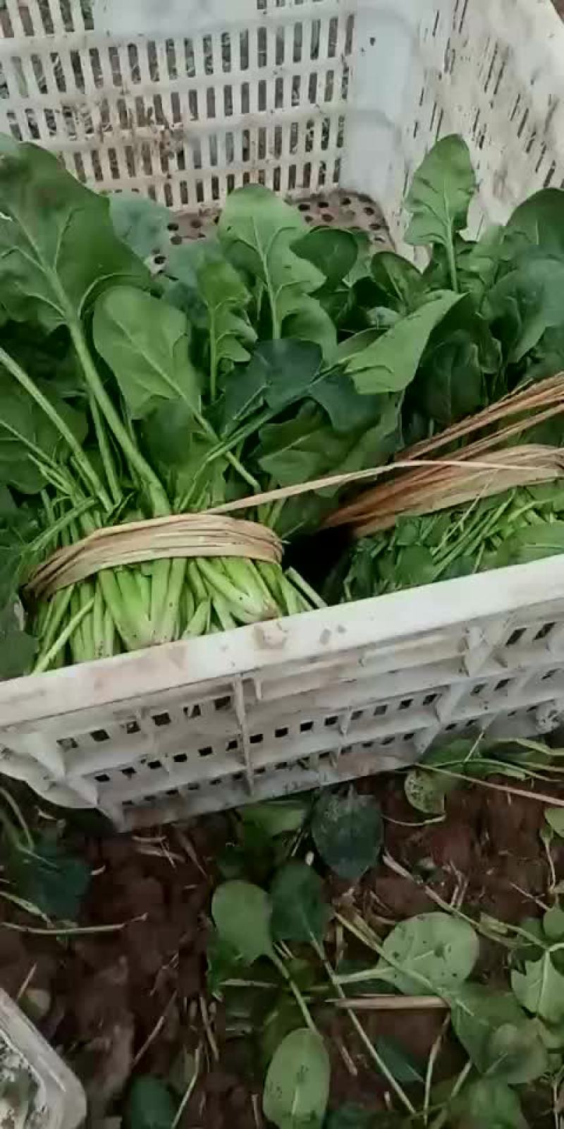 河北省沧州市献县大叶菠菜25-----35厘米
