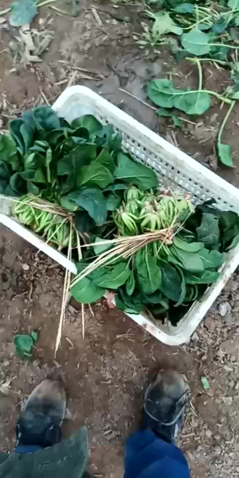 河北省沧州市献县大叶菠菜25-----35厘米