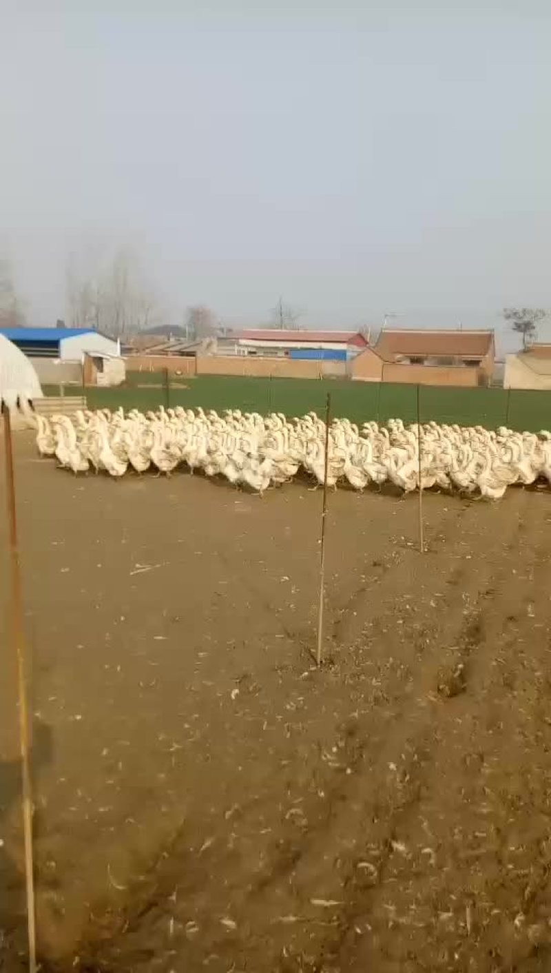 大白鹅