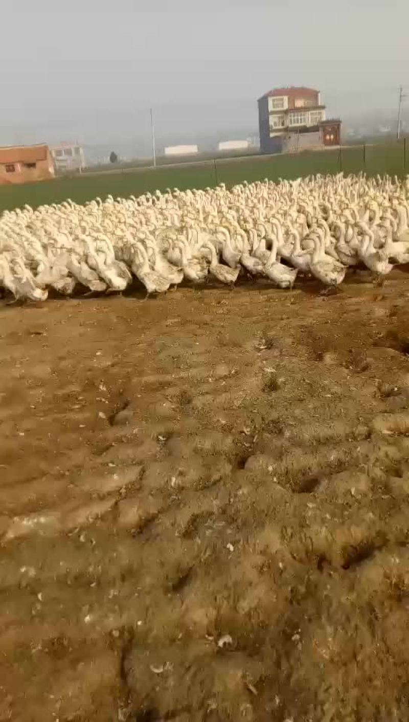 大白鹅
