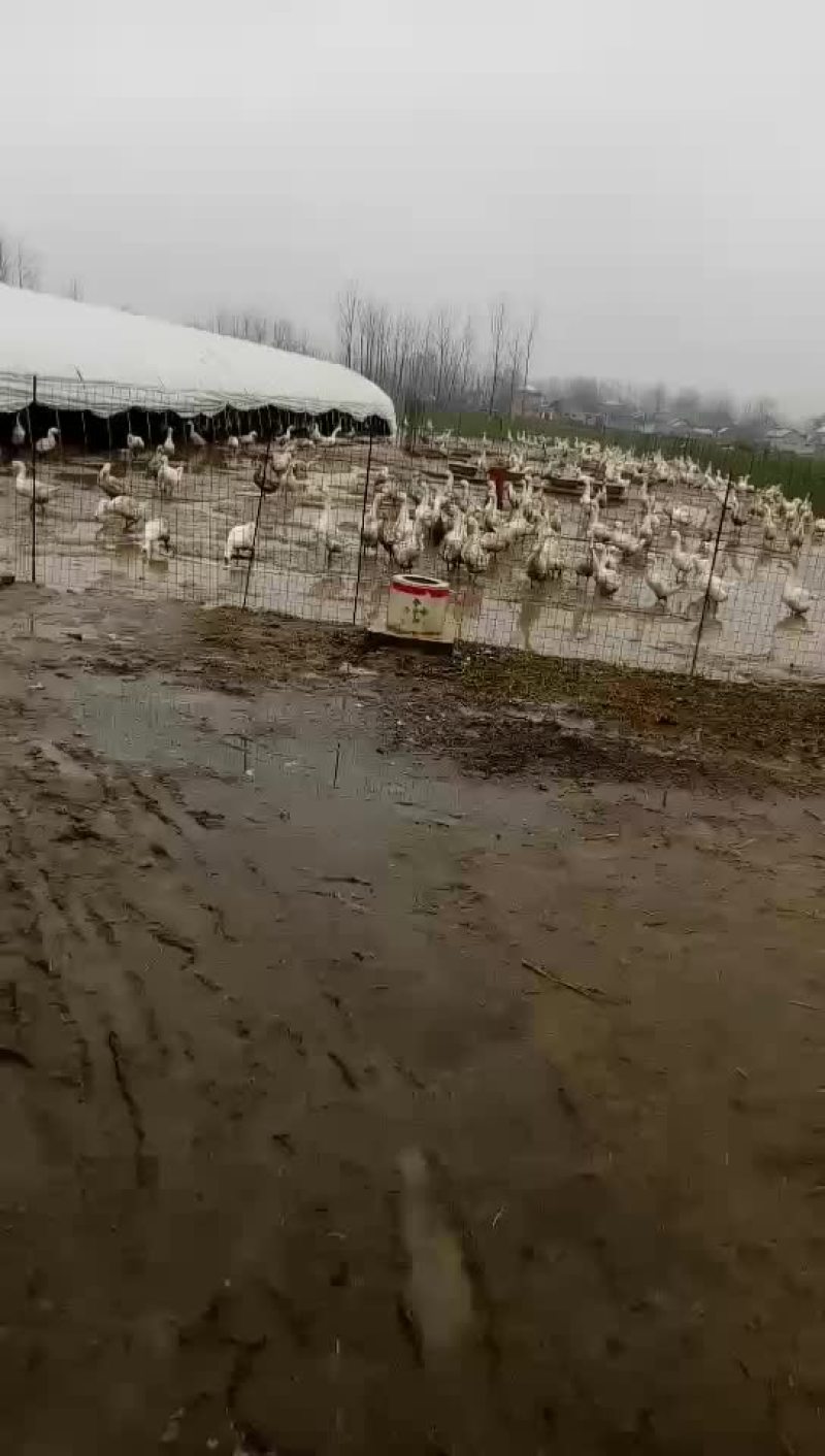 散养柴鸡土鸡