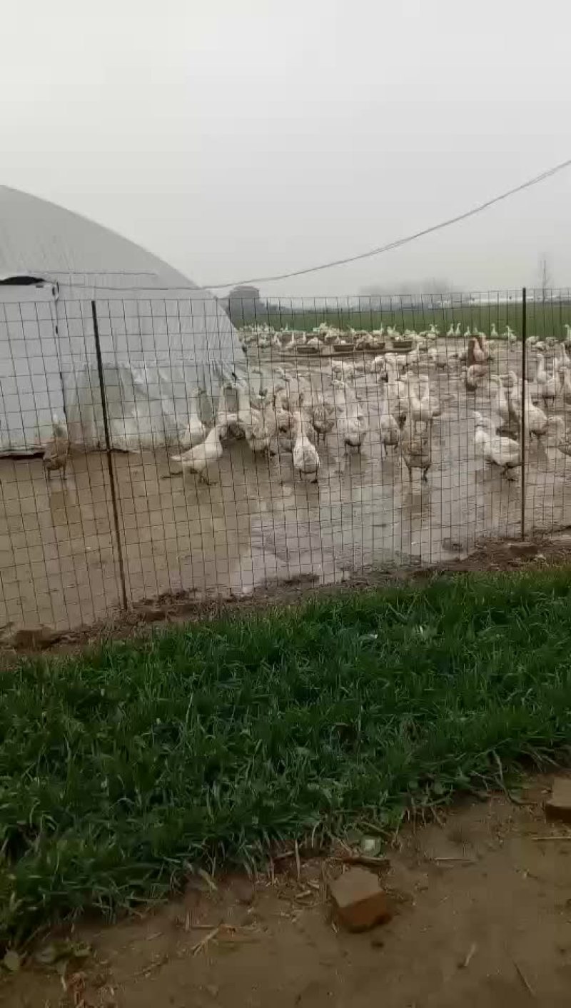 散养柴鸡土鸡