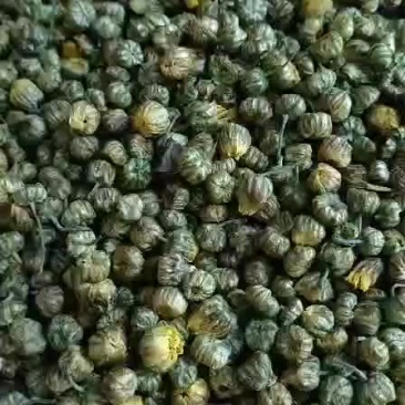 天然胎菊米茶精选菊花茶胎菊胎米非特级野生花