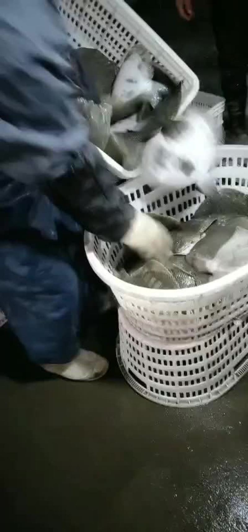 多宝鱼