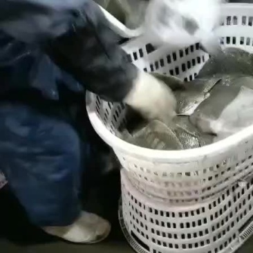 多宝鱼