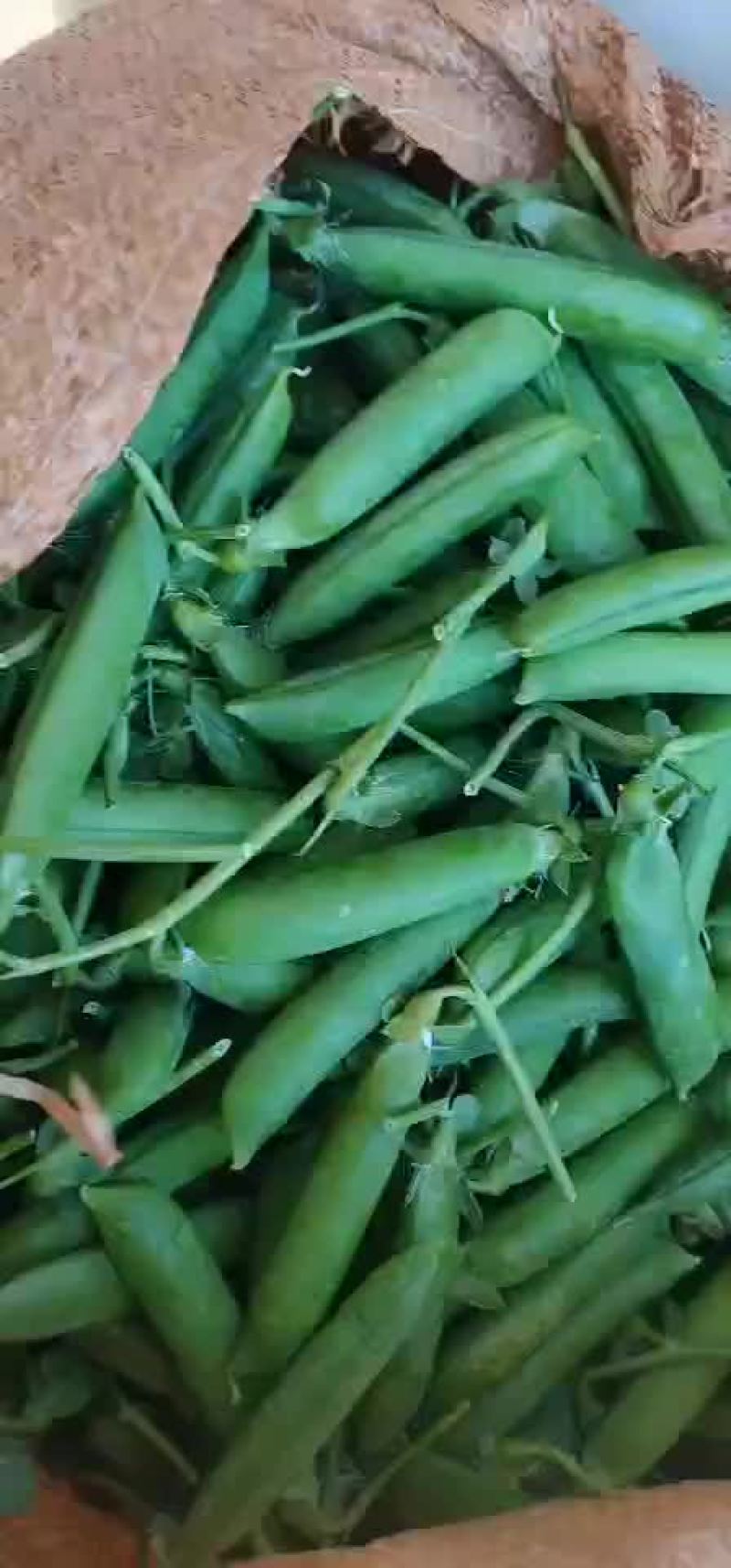 长寿仁