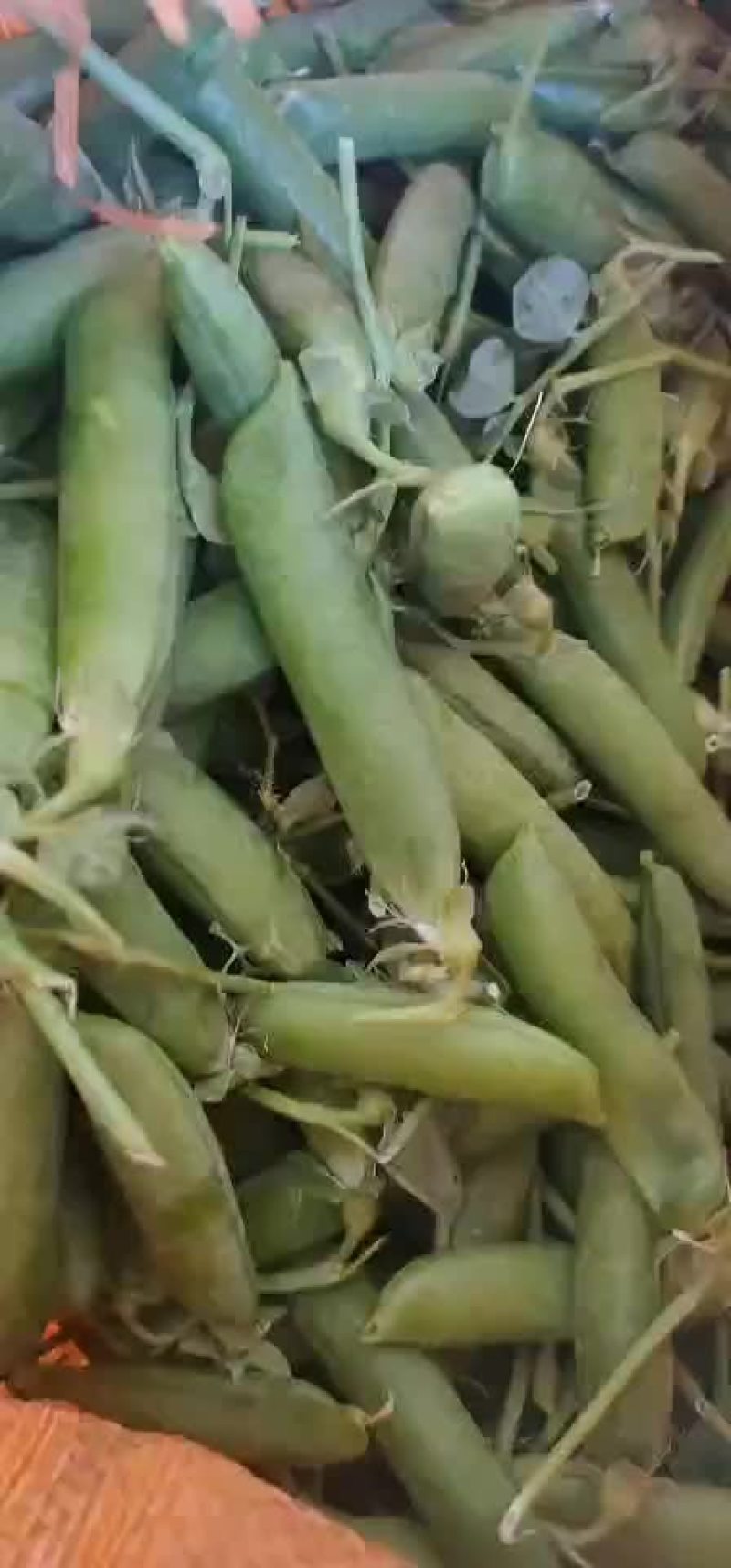 长寿仁