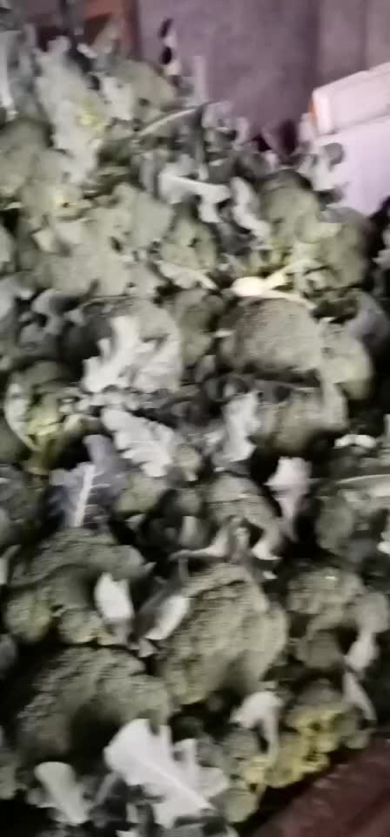 西兰花，松花