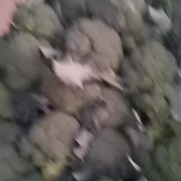 西兰花，松花