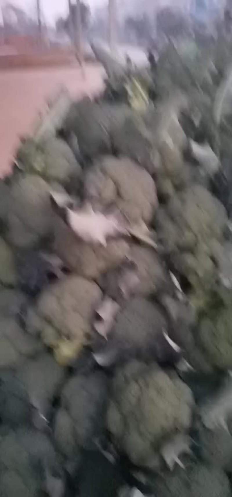 西兰花，松花