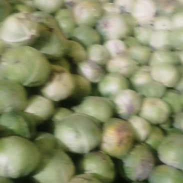 大圆菜出售