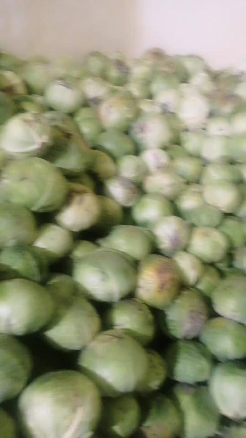 大圆菜出售