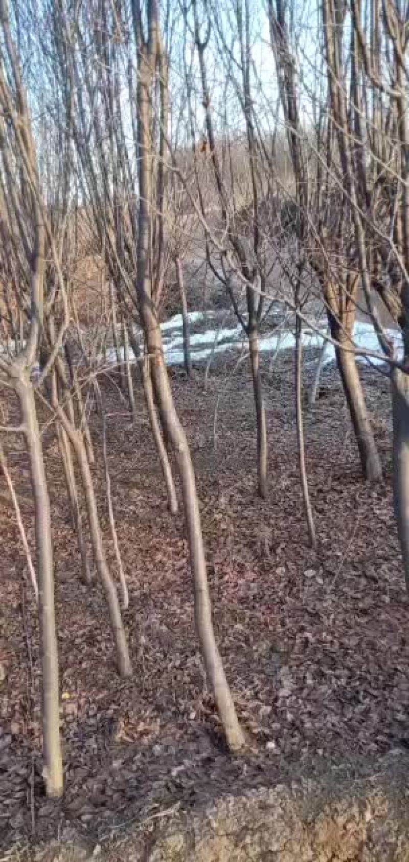 油松定植树
