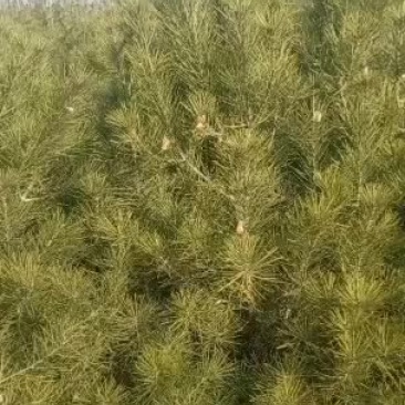 油松定植树