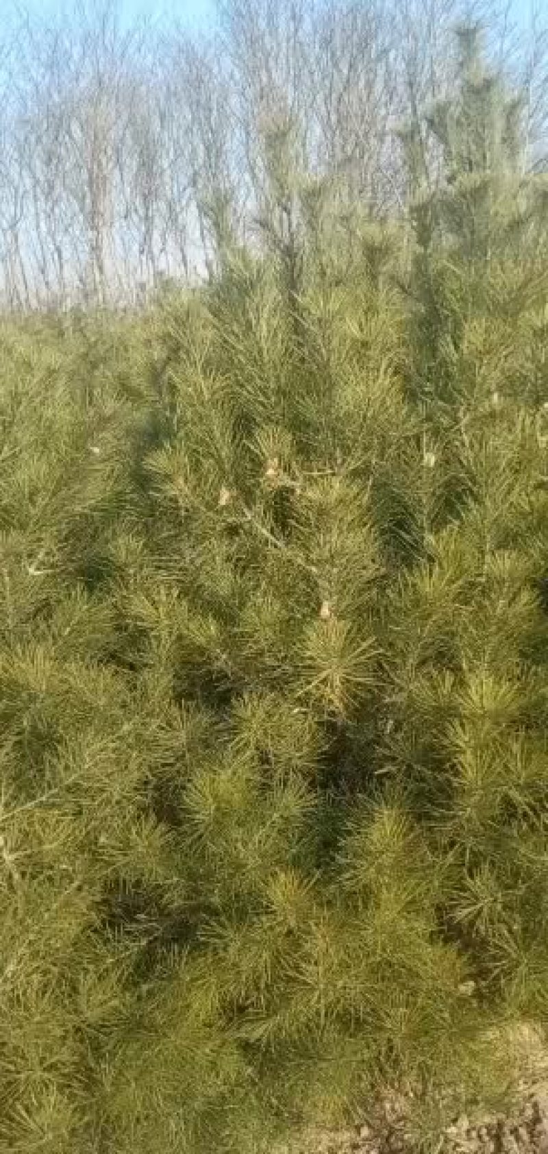 油松定植树